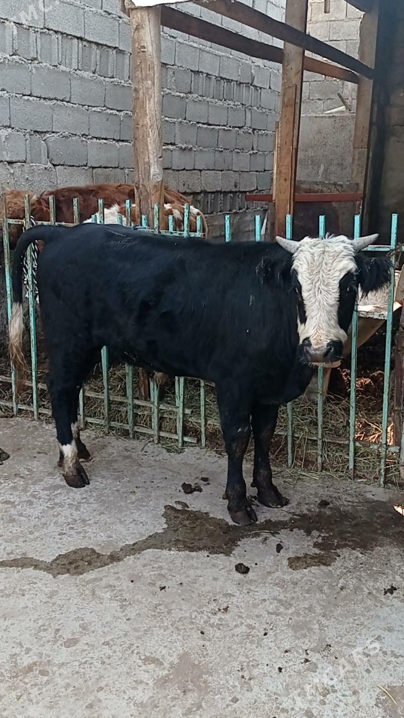 Gibrit tohum öküz - Ашхабад - img 2