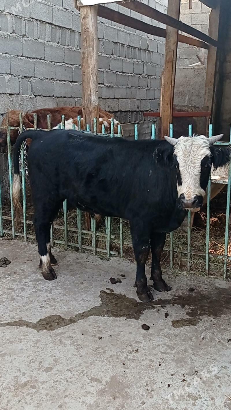 Gibrit tohum öküz - Ашхабад - img 3