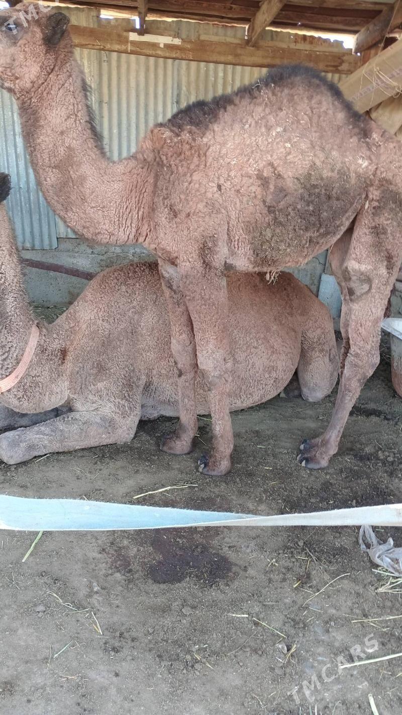 torum - Берекет - img 4