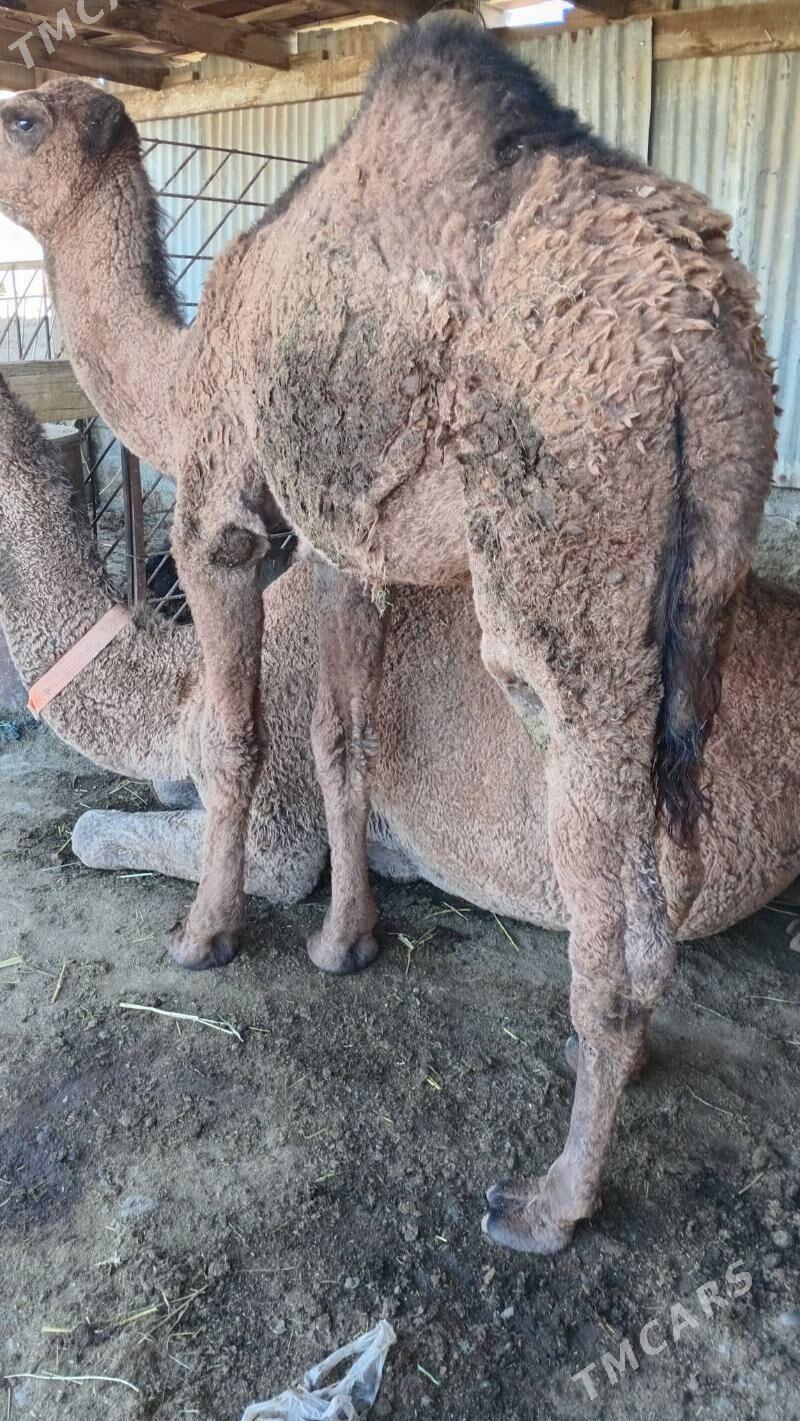 torum - Берекет - img 5