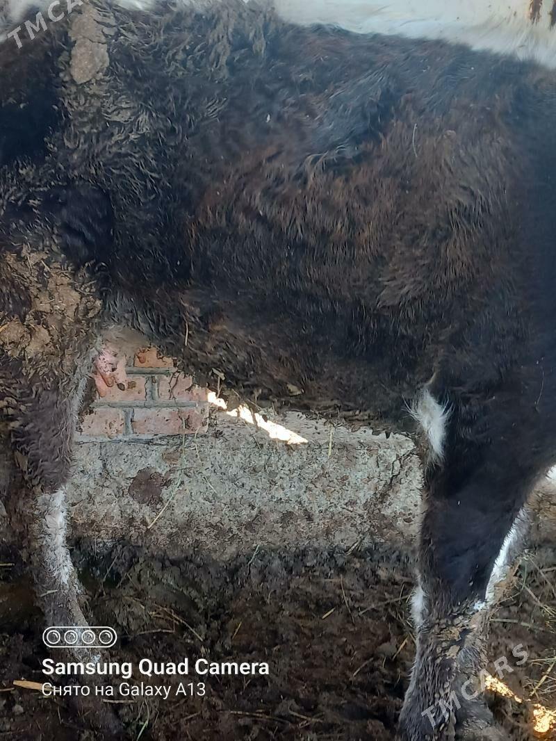 sygyr gysyr - Бахарден - img 2