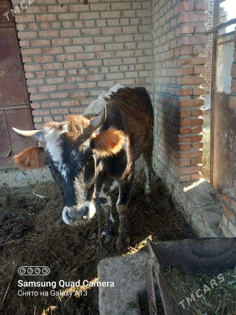 sygyr gysyr - Бахарден - img 3