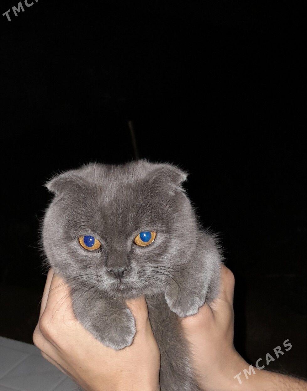 pisik - Ашхабад - img 1