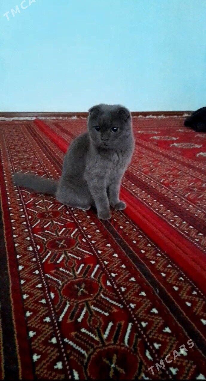 pisik - Ашхабад - img 2