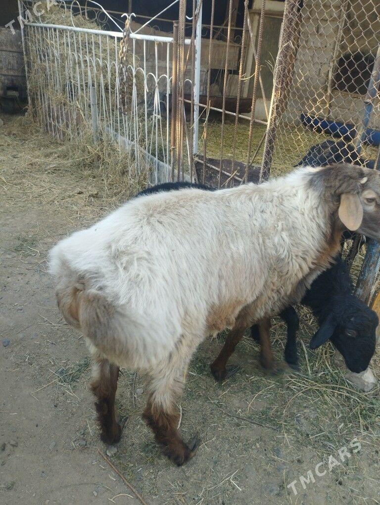 GOÇ. - Ýaşlyk - img 2