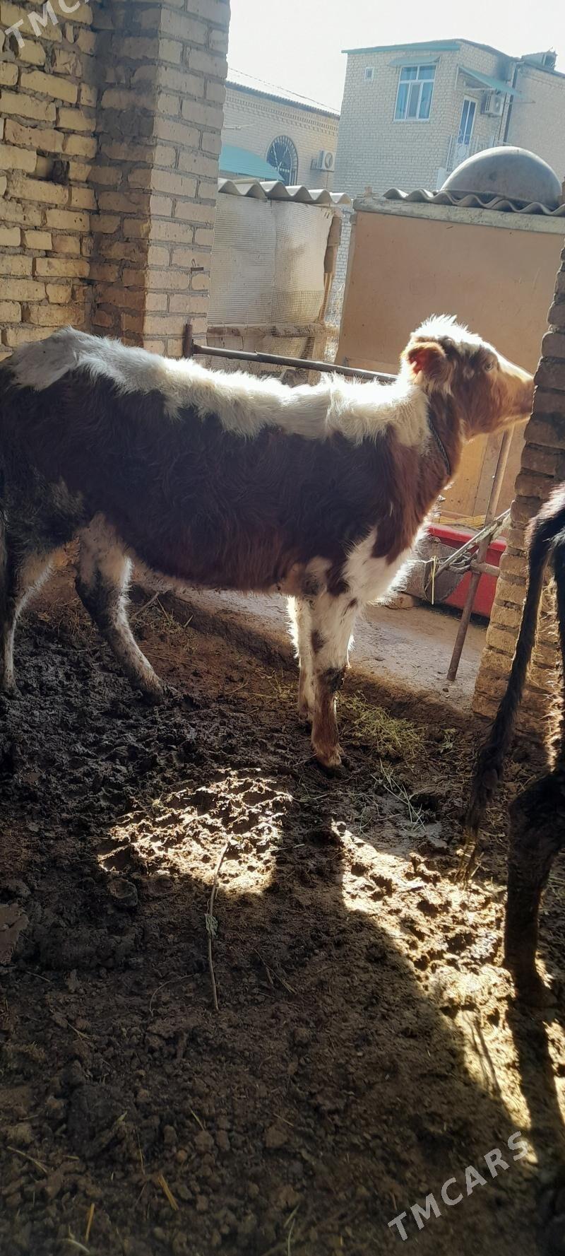 unajyn - Туркменабат - img 2