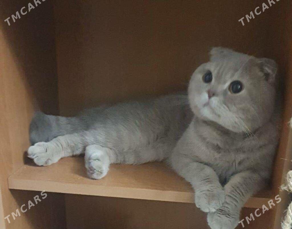 Шотландские французские коты - Ашхабад - img 4