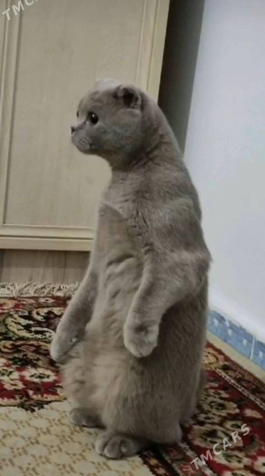 Шотландские французские коты - Ашхабад - img 3