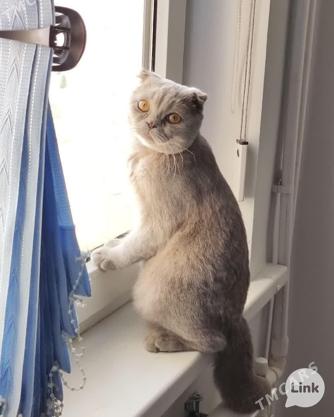 Шотландские французские коты - Ашхабад - img 9