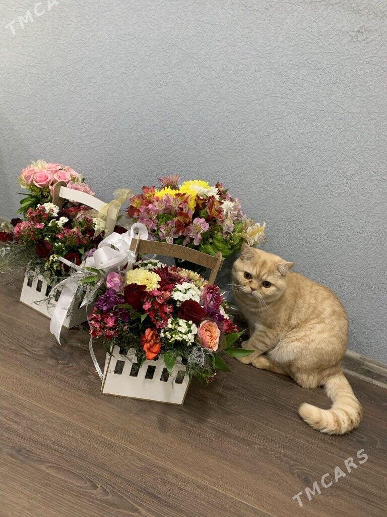Шотландские французские коты - Ашхабад - img 8