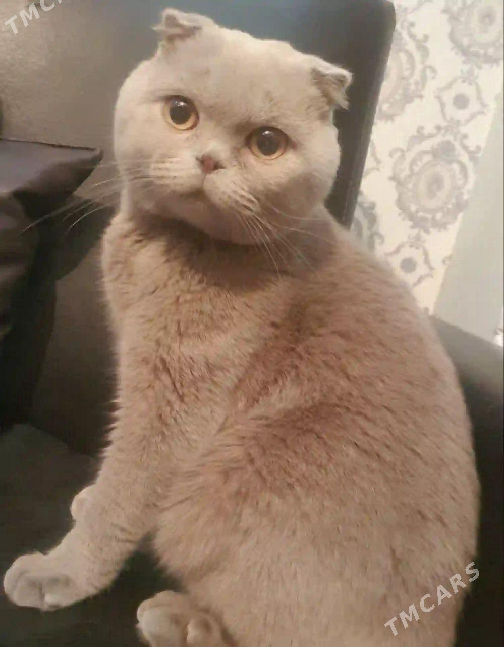 Шотландские французские коты - Ашхабад - img 2