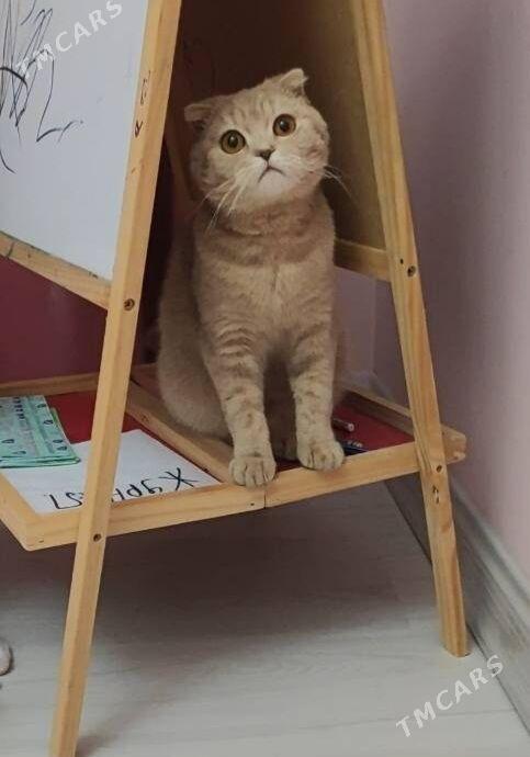 Шотландские французские коты - Ашхабад - img 5