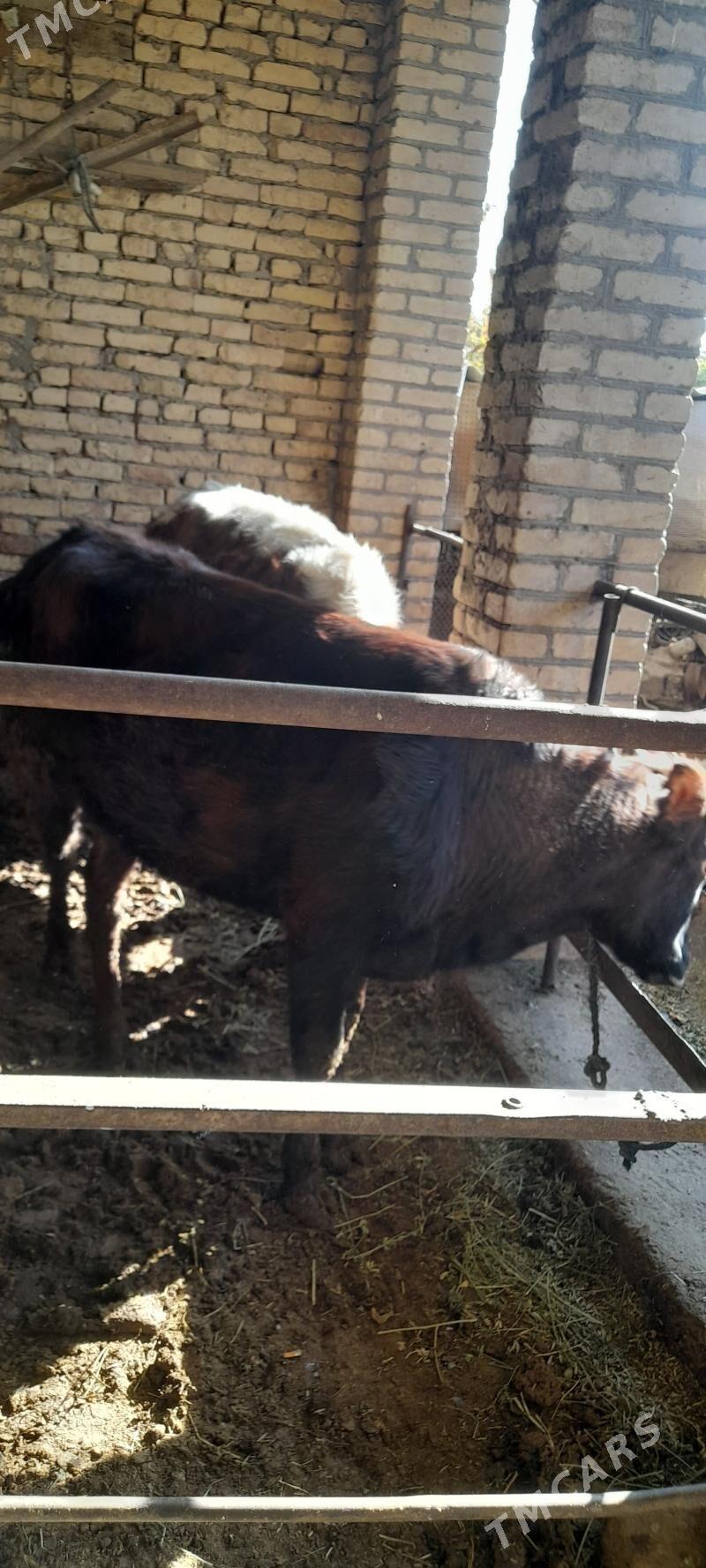 unajyn - Туркменабат - img 4