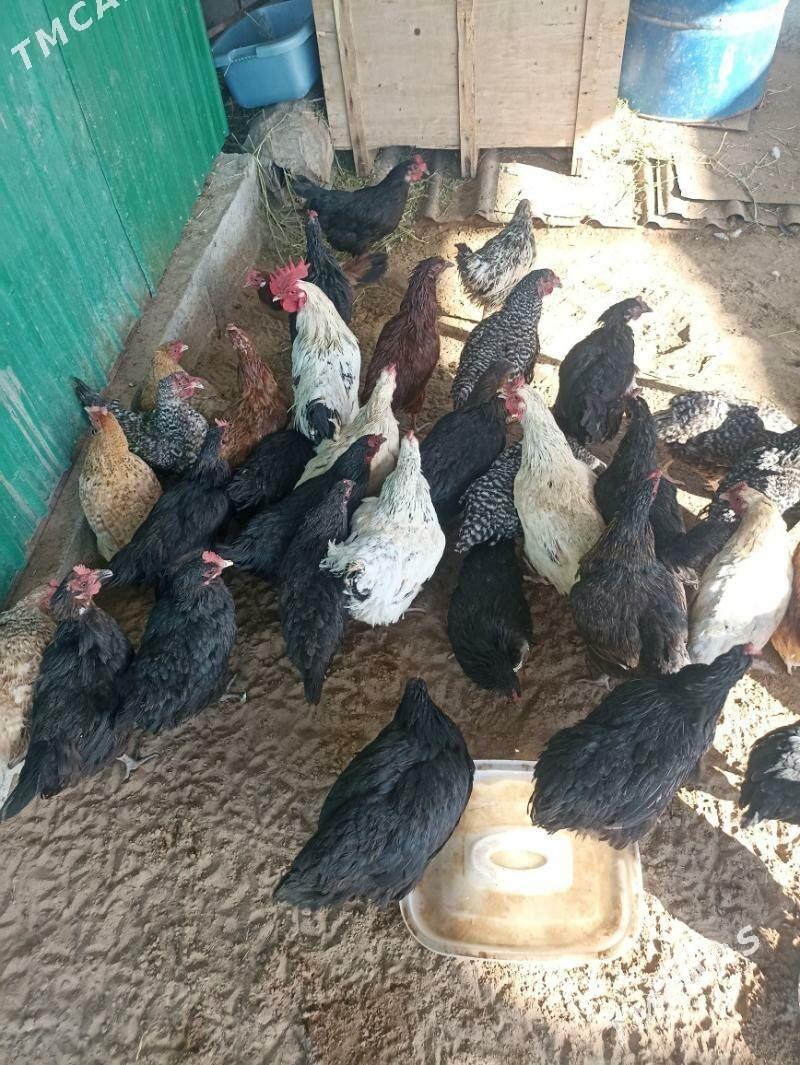 towuk juje horaz bar - Гарадамак Шор - img 10