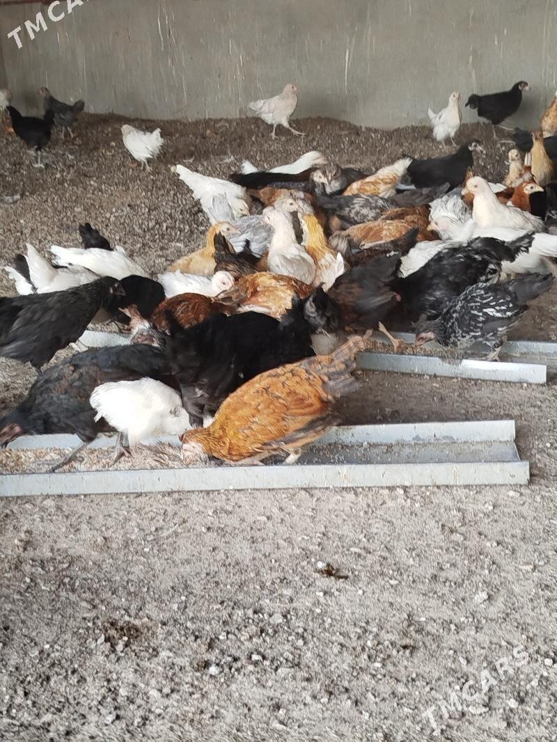 towuk juje horaz bar - Гарадамак Шор - img 8