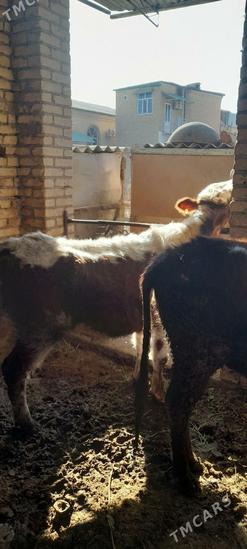 unajyn - Туркменабат - img 5