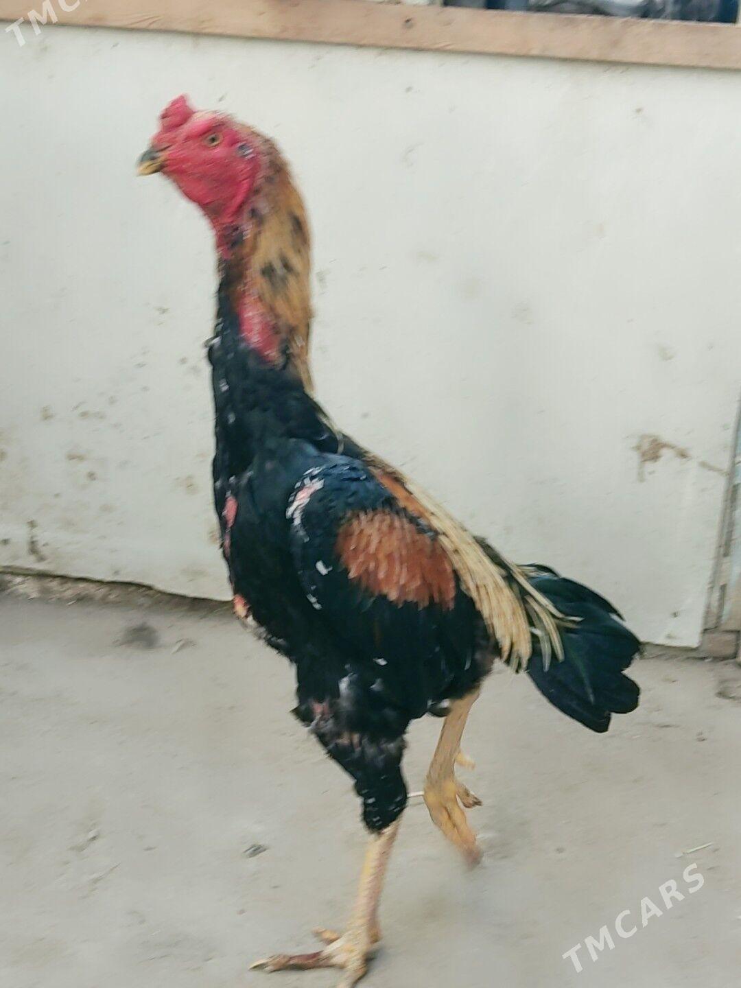 boysowy horazlar - Туркменабат - img 3