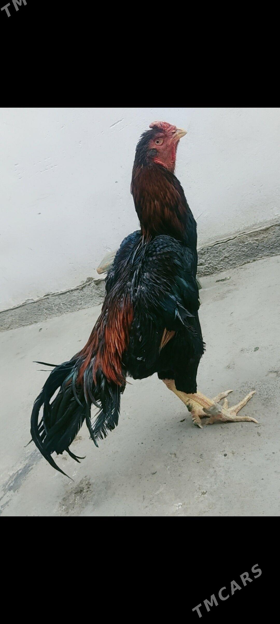 boysowy horazlar - Туркменабат - img 4