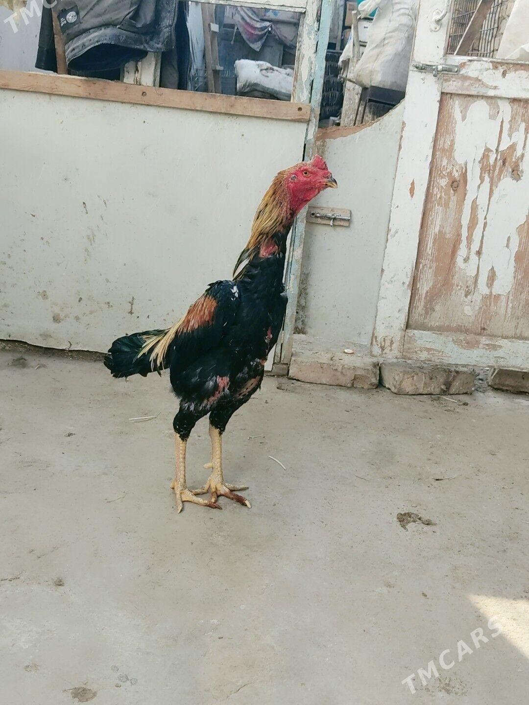 boysowy horazlar - Туркменабат - img 2