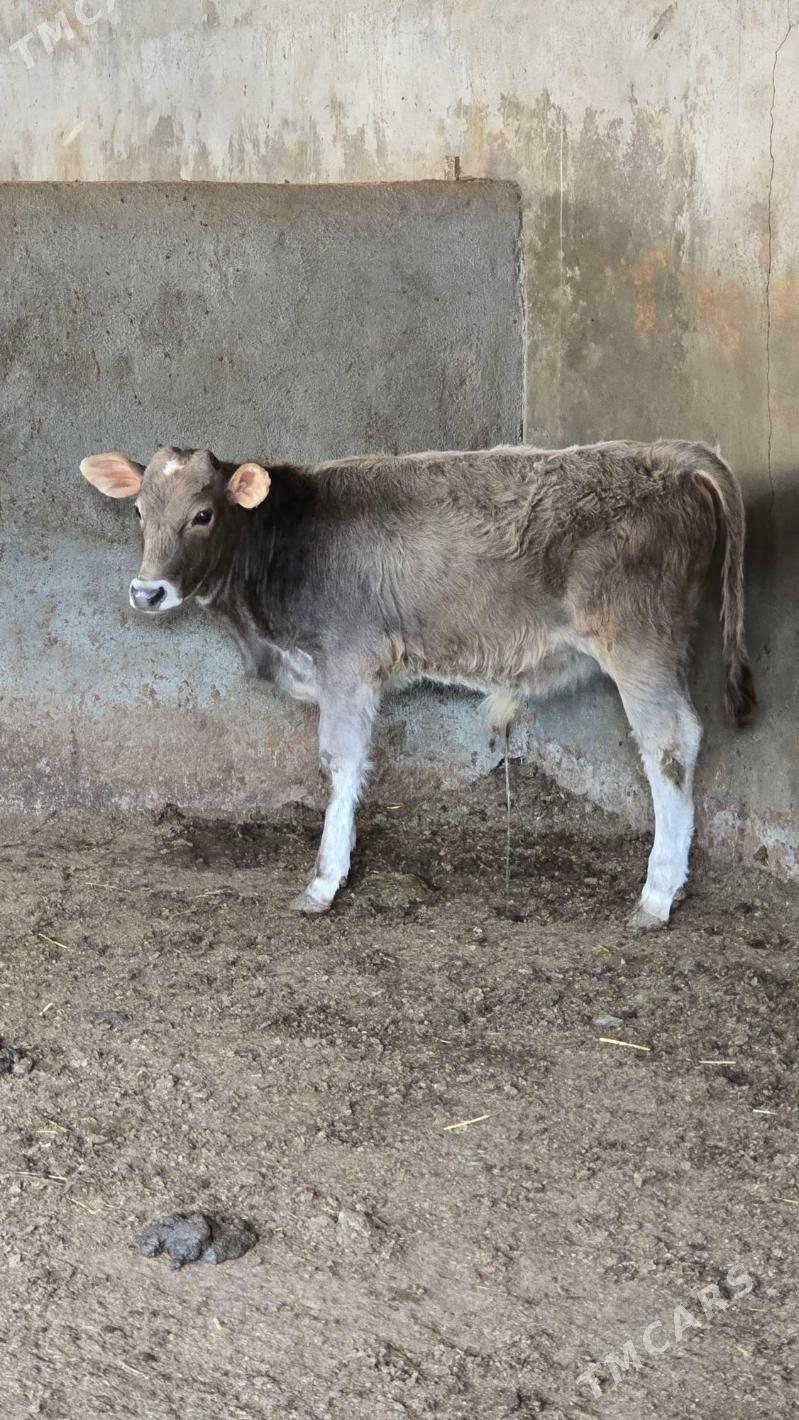 okuz - Багир - img 3