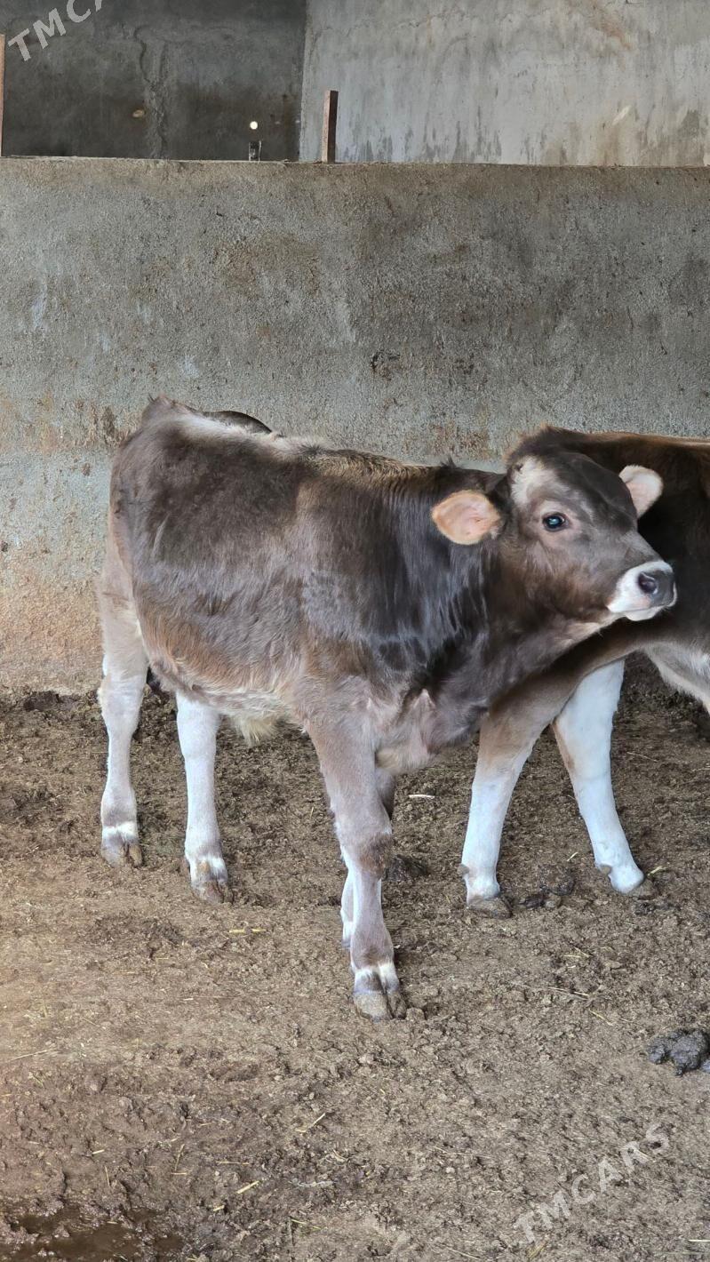 okuz - Багир - img 2