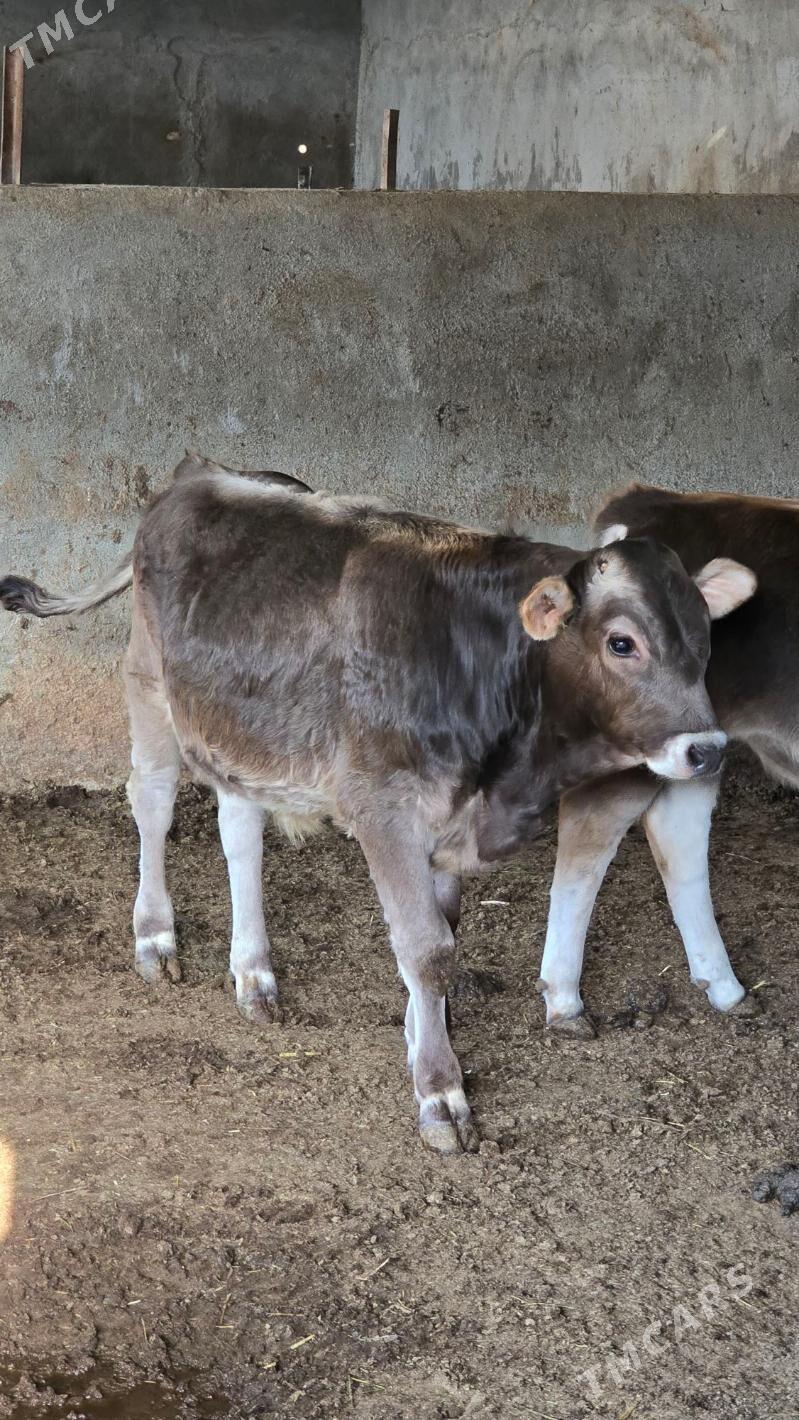 okuz - Багир - img 1