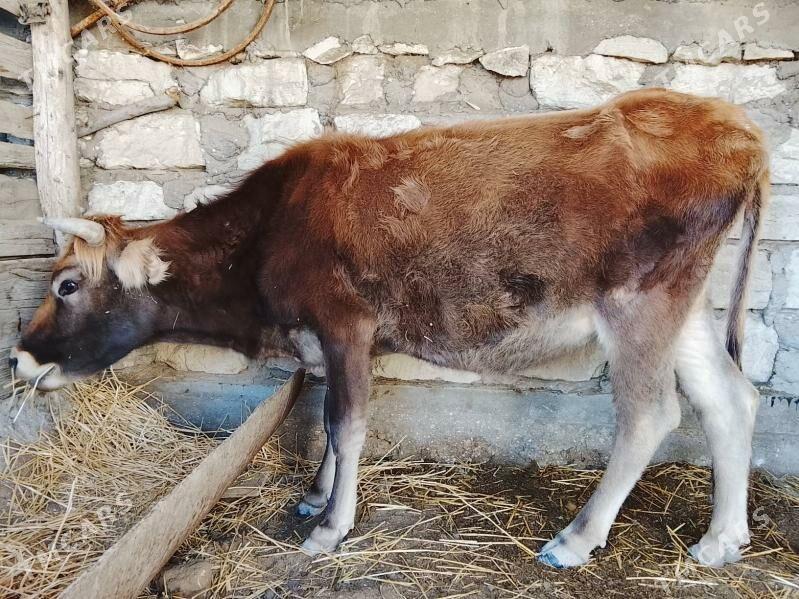 sygyr - Esenguly - img 2