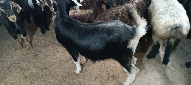 Erkec bakylan - Ашхабад - img 2