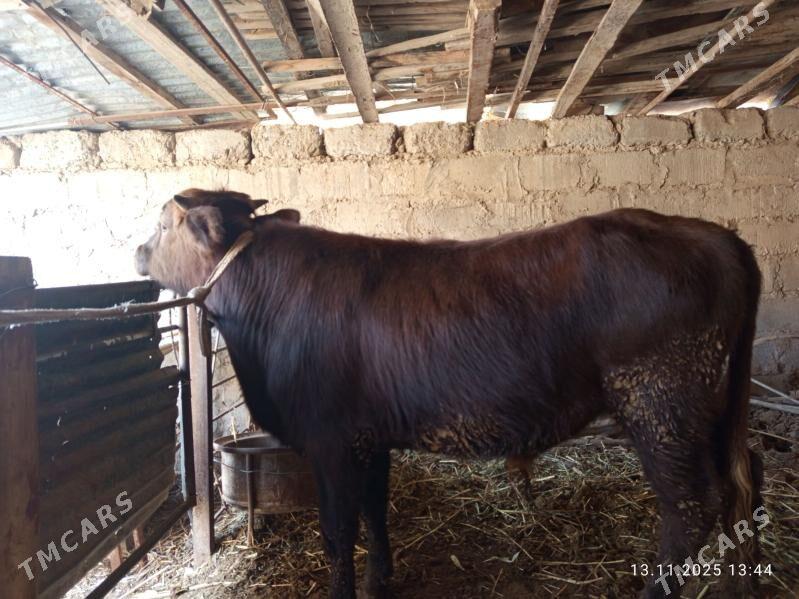 okuzler - Türkmenabat - img 2