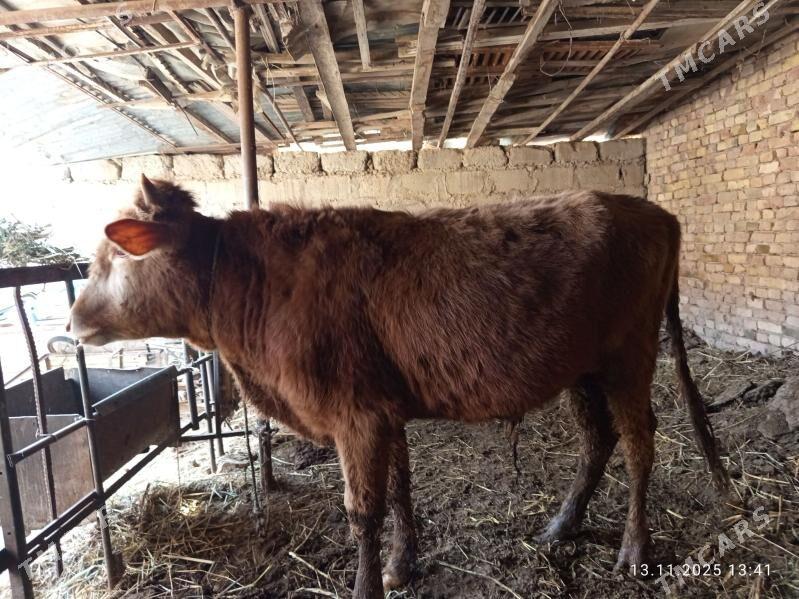 okuzler - Türkmenabat - img 5