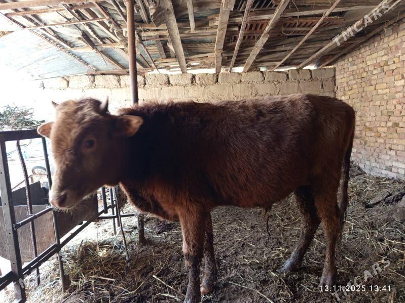 okuzler - Türkmenabat - img 6