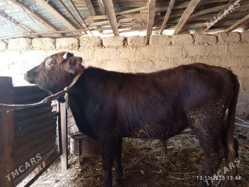 okuzler - Türkmenabat - img 3