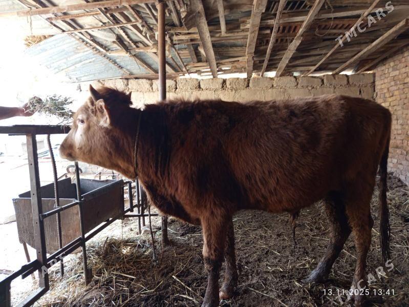 okuzler - Türkmenabat - img 4