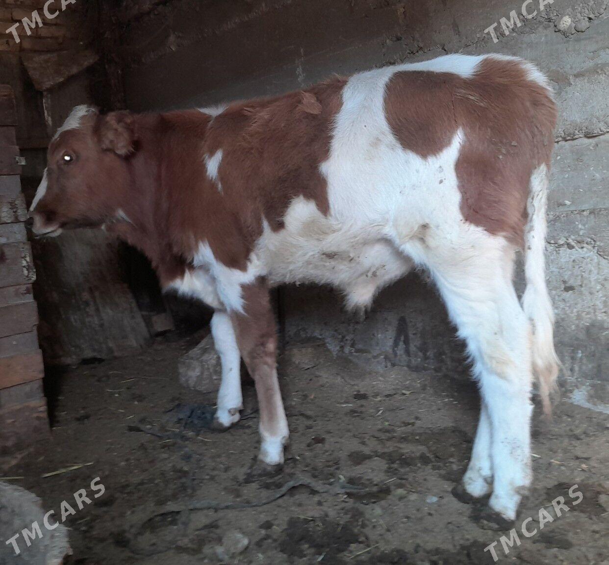 ókùzçe - Gyzylarbat - img 2