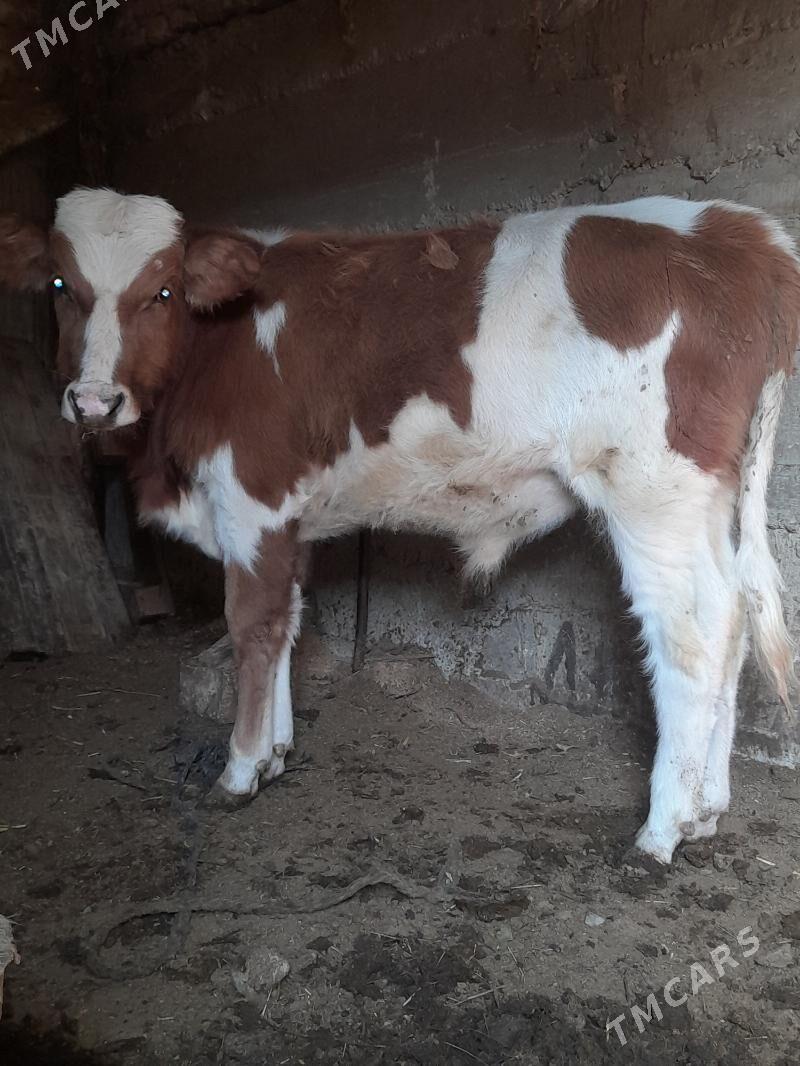 ókùzçe - Gyzylarbat - img 3