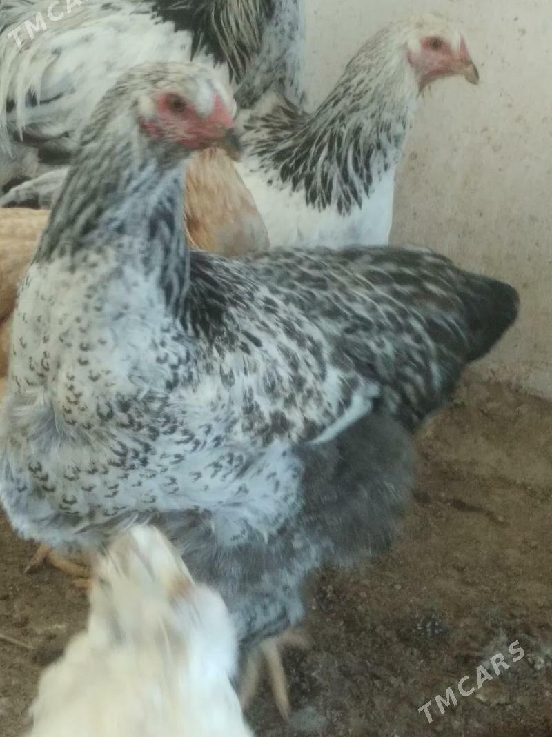 Brama - Balkanabat - img 1