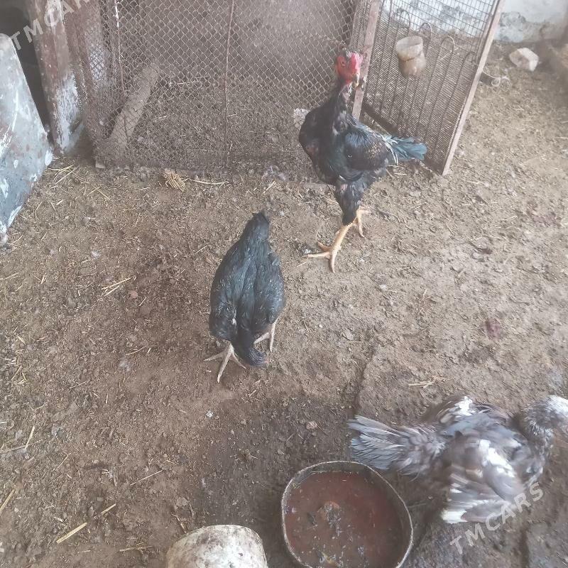 baÿsy horaz.mekÿan - Türkmenabat - img 2