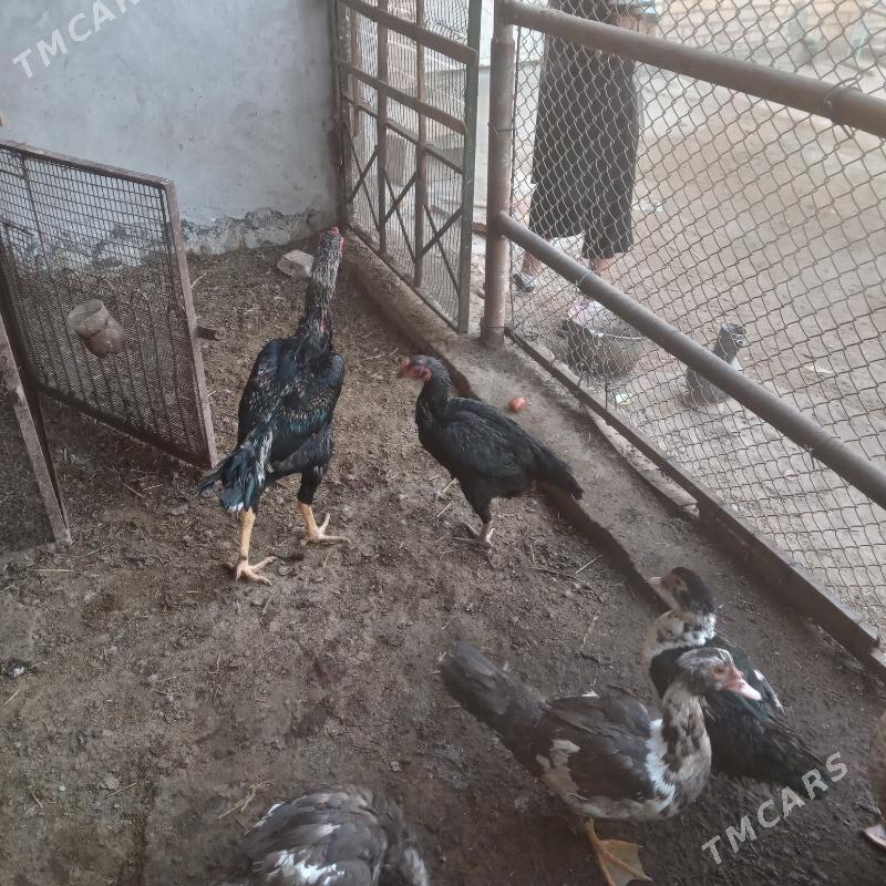 baÿsy horaz.mekÿan - Türkmenabat - img 3