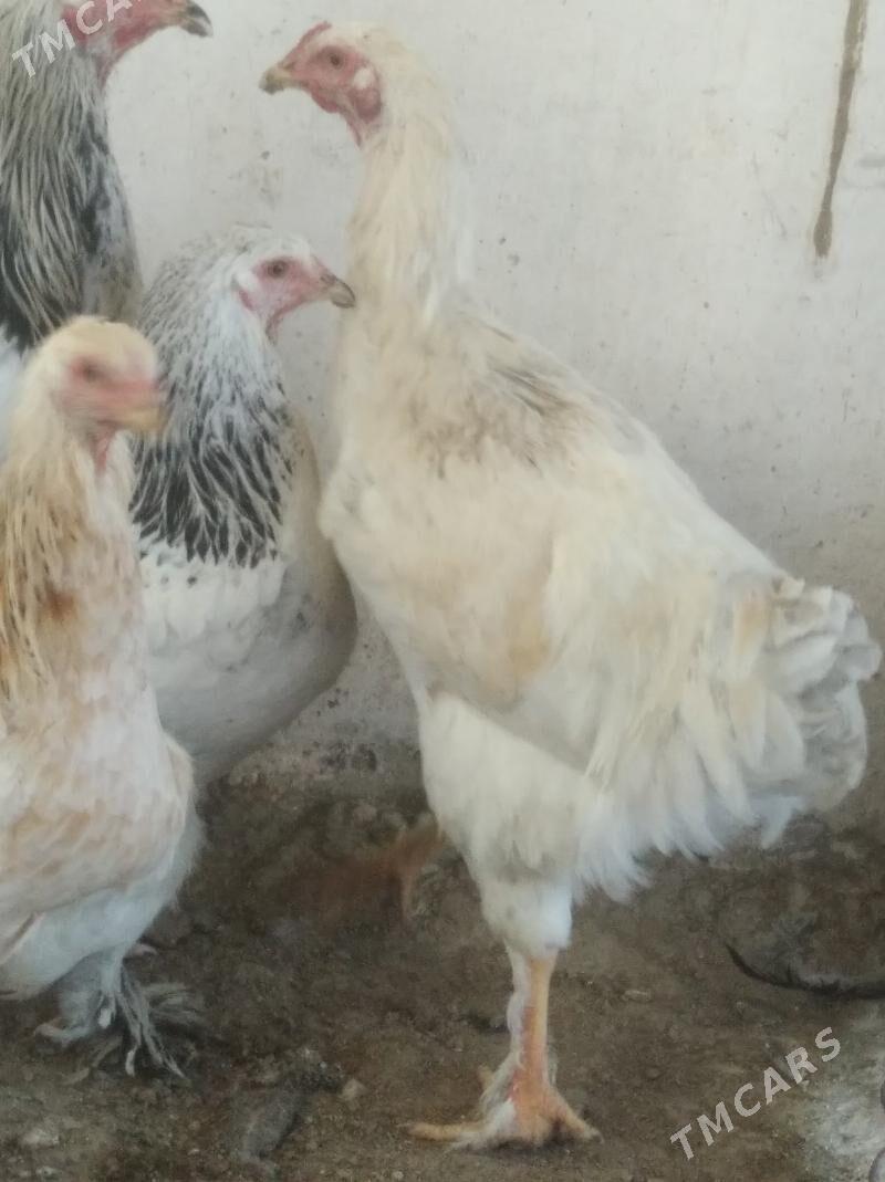 Brama - Balkanabat - img 7