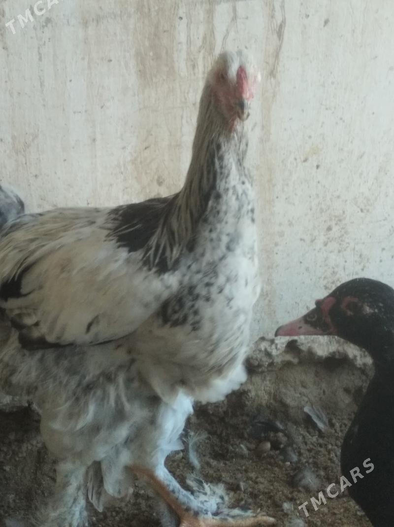 Brama - Balkanabat - img 8