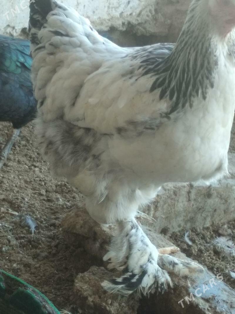 Brama - Balkanabat - img 3