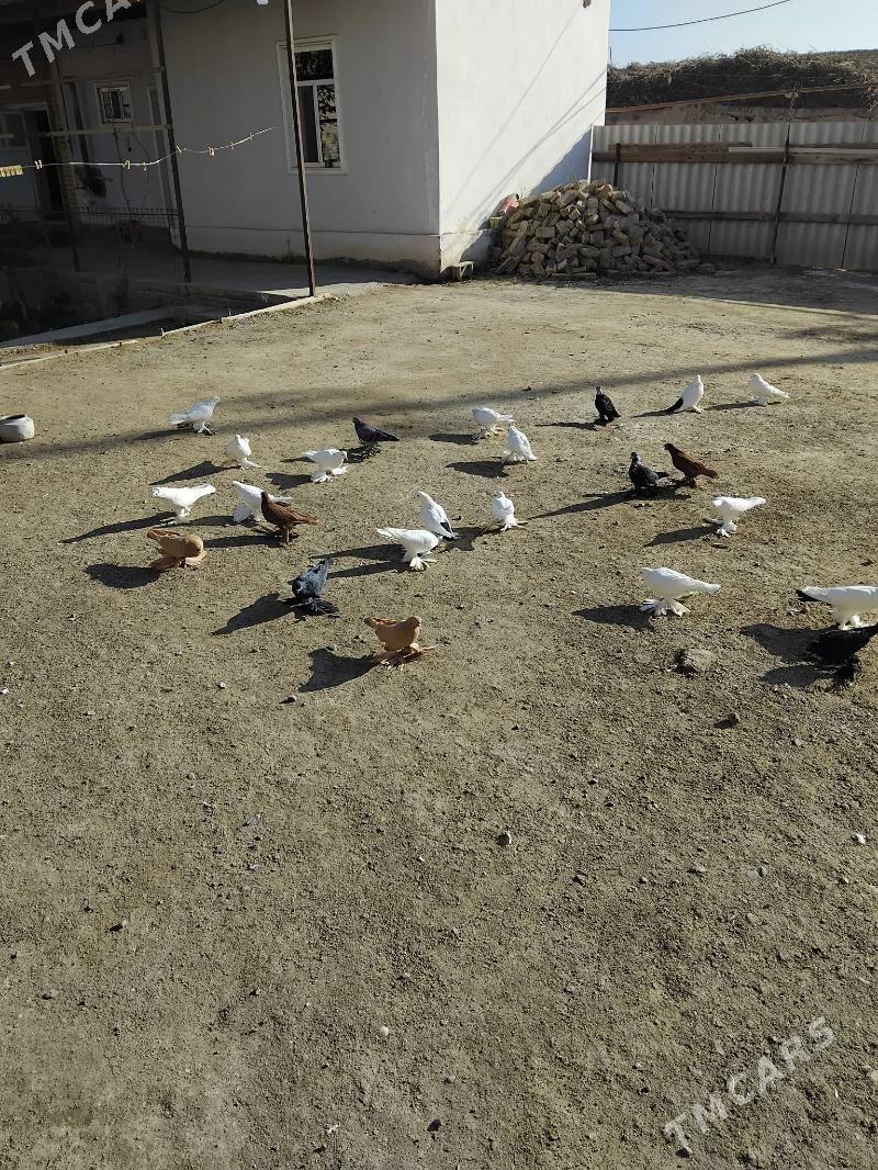 Lahmatylar - Туркменабат - img 3