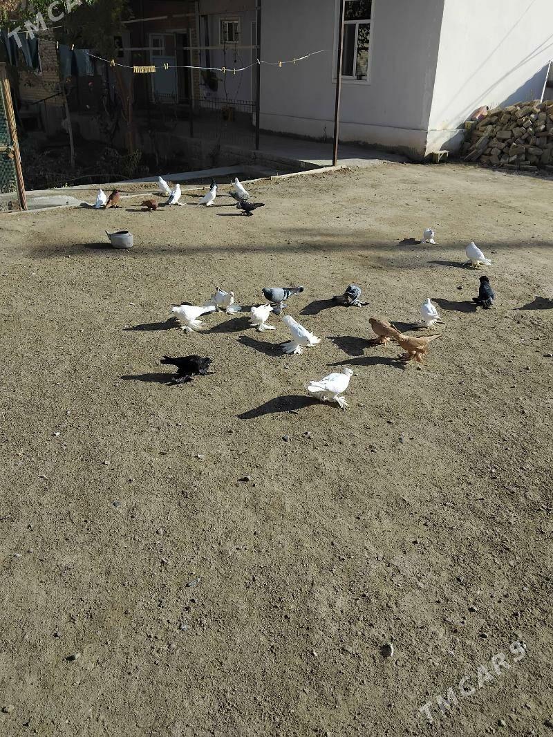 Lahmatylar - Туркменабат - img 2