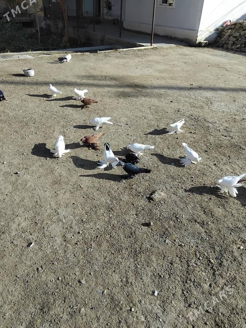 Lahmatylar - Туркменабат - img 5