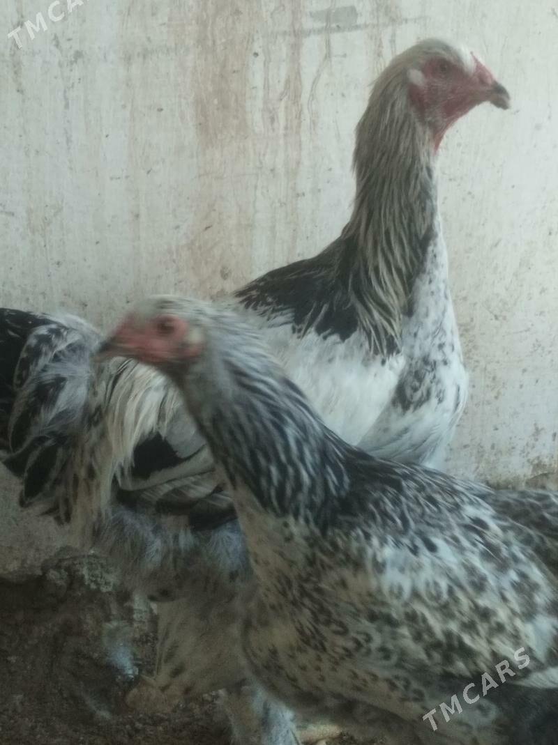 Brama - Balkanabat - img 2