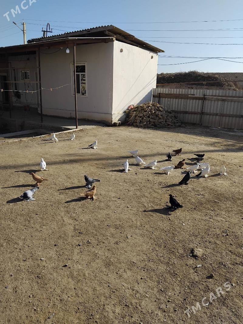 Lahmatylar - Туркменабат - img 1