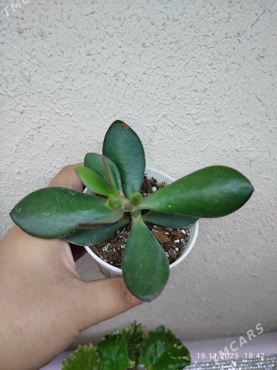 Комнатные растения - Рухабат (90-й разьезд) - img 10