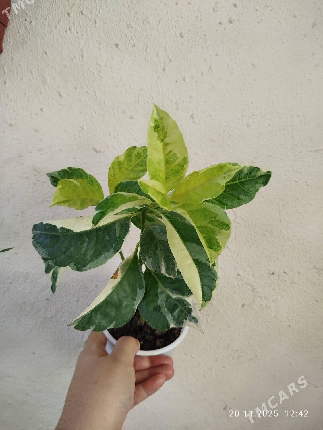 Комнатные растения - Рухабат (90-й разьезд) - img 8