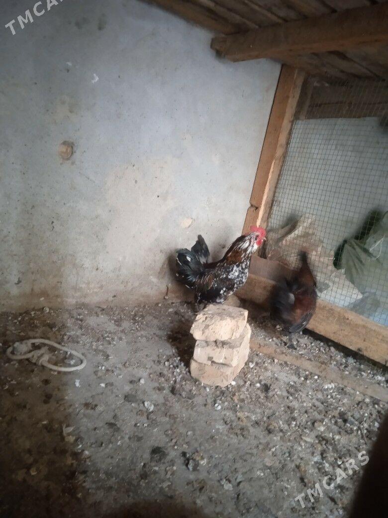 karlik - Çärjew - img 2