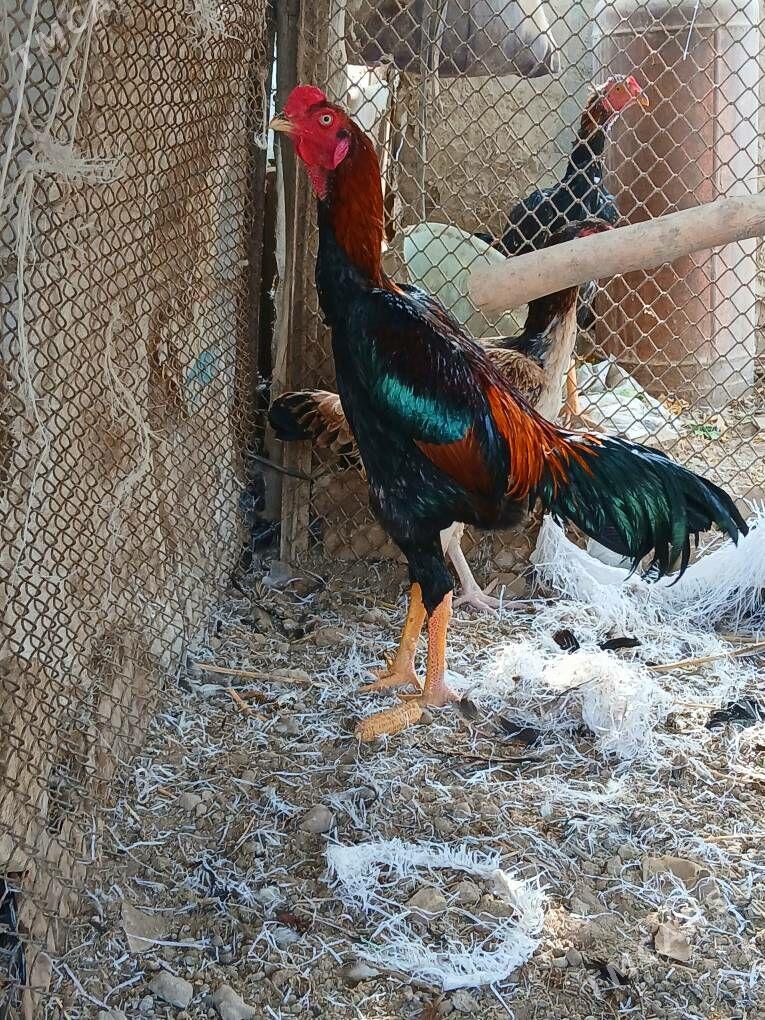 karey horaz - Kerki - img 2